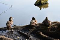 Enten im Ekopark