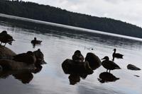 Stare Drawsko - Zerdno See