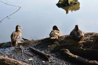 Enten im Ekopark