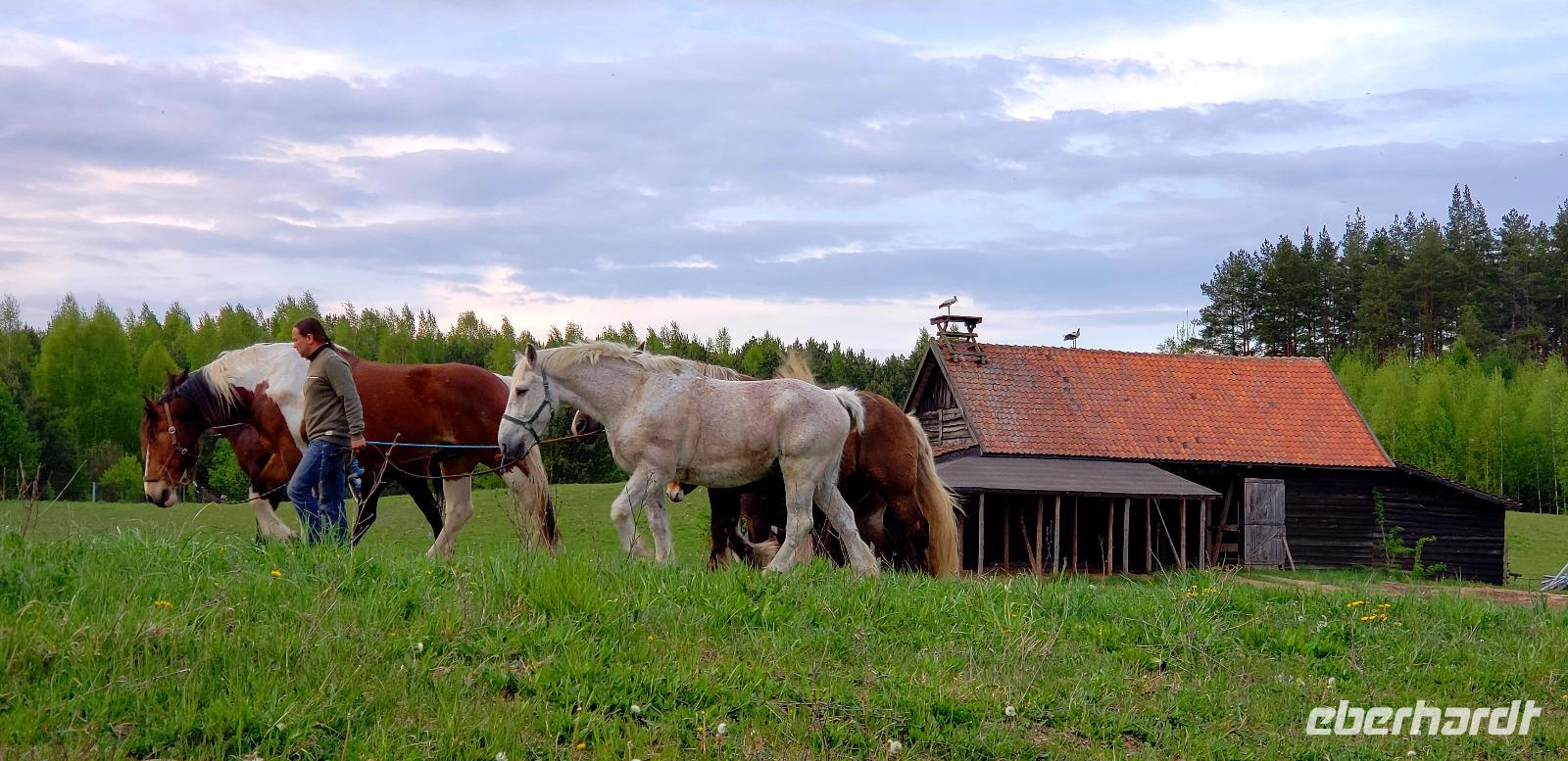 Pferde und Störche bei Eulalia