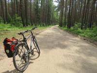 Einmal Umweg durch den Wald 