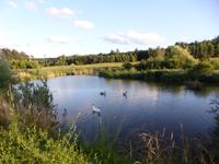 Auf dem Bauernhof (4)