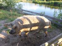 Auf dem Bauernhof (5)