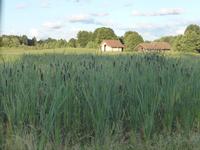 Auf dem Bauernhof (6)