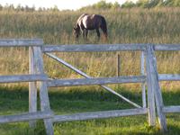 Auf dem Bauernhof (8)
