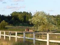 Auf dem Bauernhof (9)