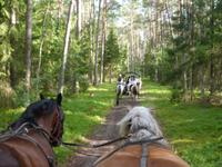 Auf dem Weg zur Bauernhochzeit
