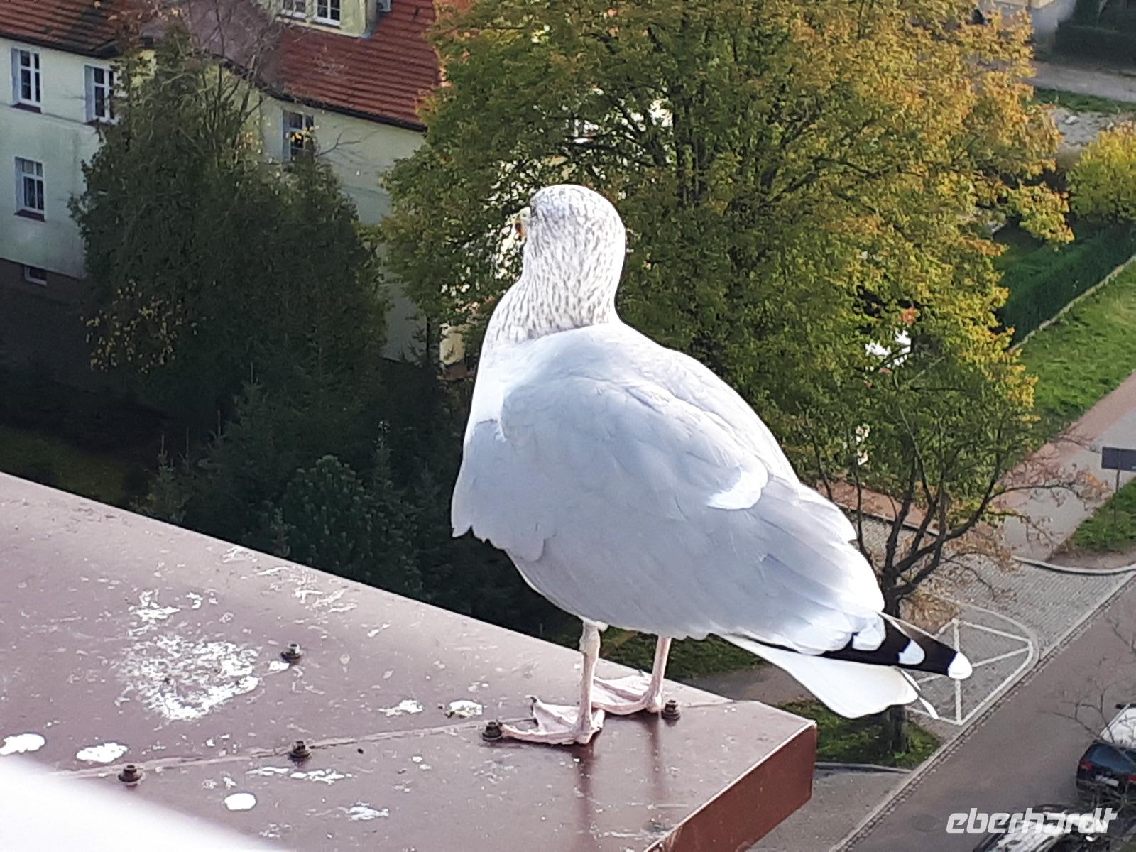 Kolberg gemeinsamer Blick vom 12. Stock des Hotels Perla Baltiku