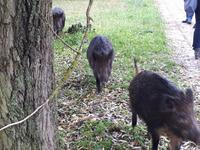 Swinemünde Widschweinbesuch an der Fähre