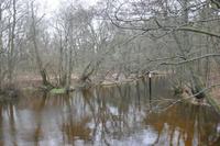 Küstenpfad bei Debki/Dembeck