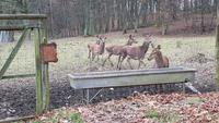 verschiedene Wildgehege gehören zur Schlossanlage