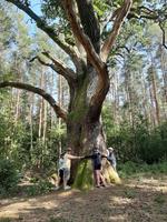 Naturschutzdenkmal Eiche