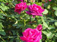 Warschau: Rundfahrt/Rundgang: Königsschloss &ndash; &copy; Inge Bily (Eberhardt TRAVEL)