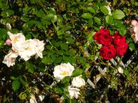 Marienburg: Rundgang &ndash; &copy; Inge Bily (Eberhardt TRAVEL)