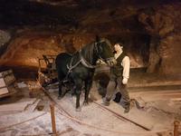 Zur Erleichterung der Arbeit wurden auch Pferde unter Tage zum Einsatz gebracht