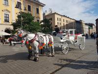 schön anzusehen die Kutschen und Pferde am Rynek