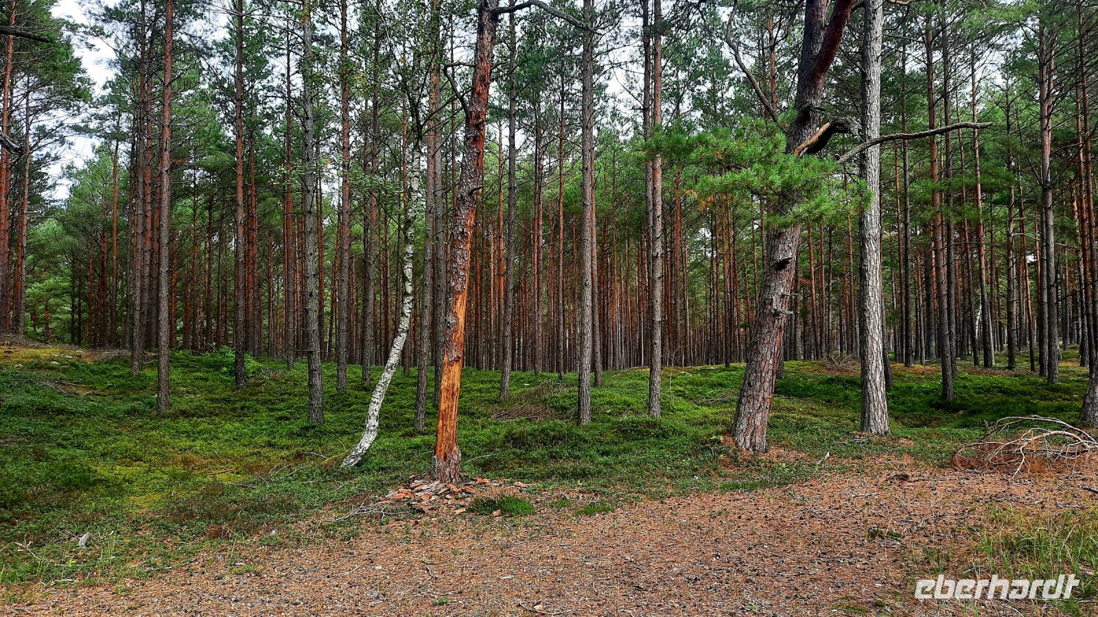 048 - Radweg von Pogorzelica bis Mrzezyno