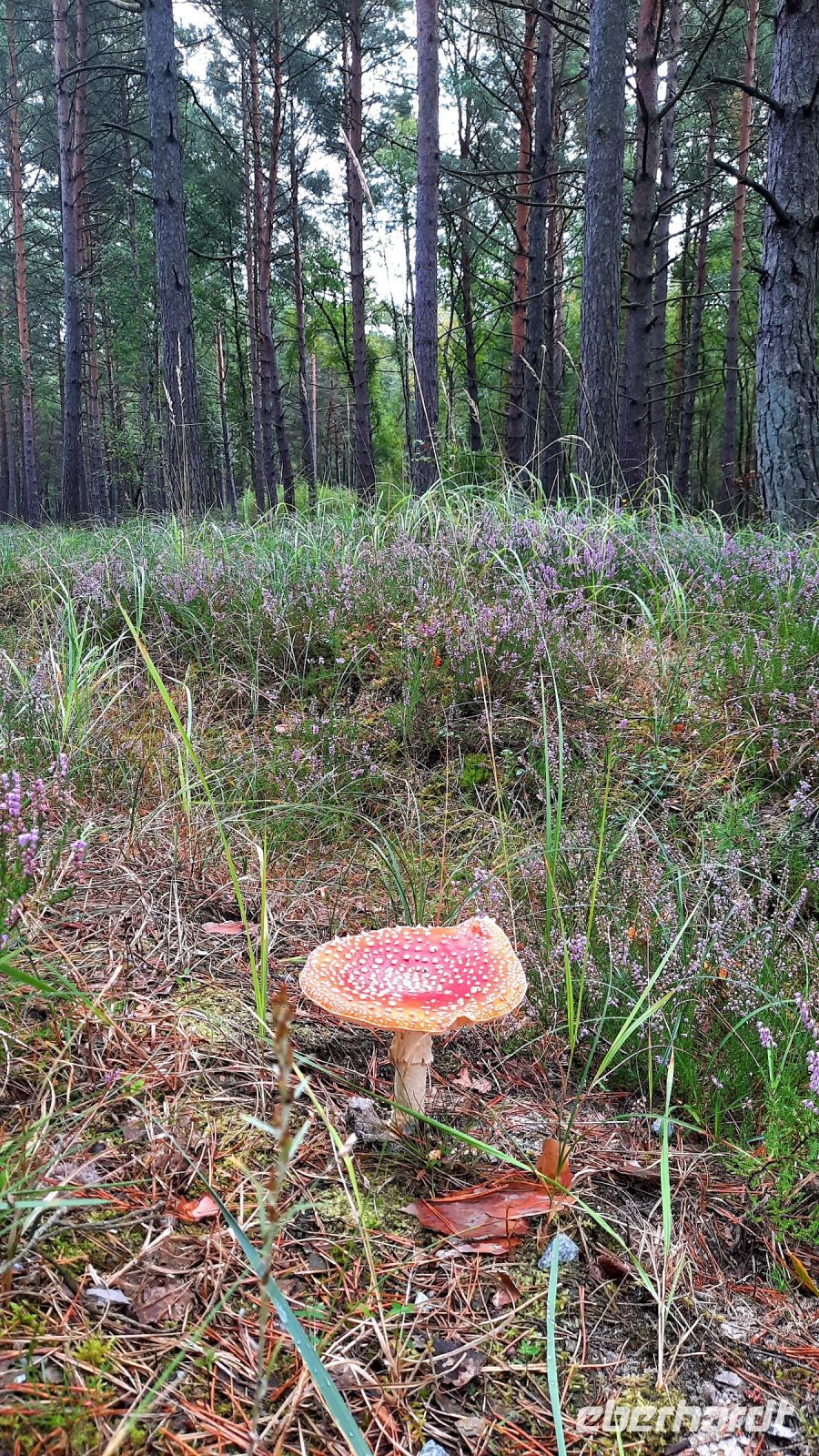 053 - Radweg von Pogorzelica bis Mrzezyno