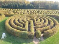 der Irrgarten gestaltet mit Hainbuchen