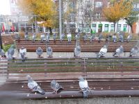 DSCN5376.JPG Tauben Bänke Köslin