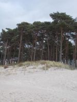 DSCN5454.JPG   Kiefernwald