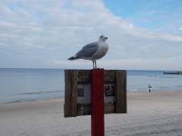 DSCN5319.JPG  Strandbeobachter