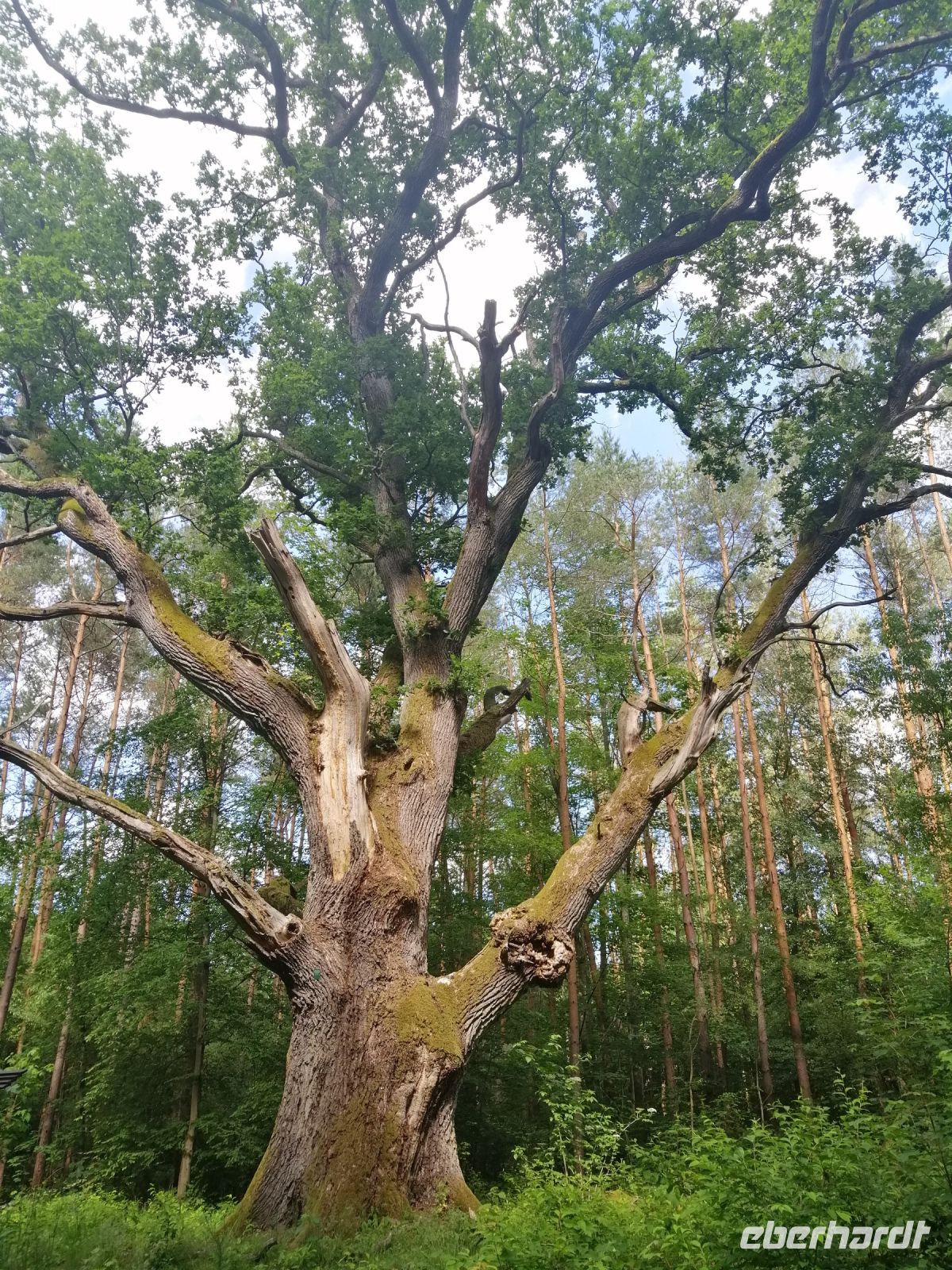 Besichtigung einer alten Buche im Wald, 600 Jahre