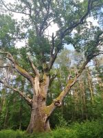 Besichtigung einer alten Buche im Wald, 600 Jahre