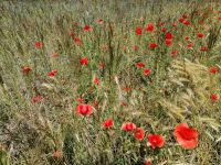 die Blumenwiese auf dem Weg zum Pferdezentrum