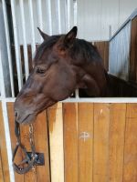 Führung durch Pferde-Gestüt in Budzistowo