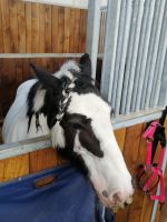 Führung durch Pferde-Gestüt in Budzistowo