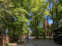 100 Jahre alte Bäume in Hoff