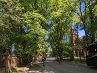 100 Jahre alte Bäume in Hoff