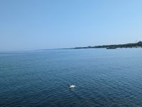 Schwan in der Ostsee