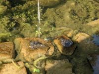 Frosch in der Teichanlage am Hotel