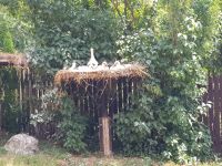 Krutinnen-storchenkrankenhaus (1)