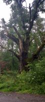Alte Eiche 600 Jahre alt
