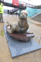 Seelöwe am Strand von Mielno