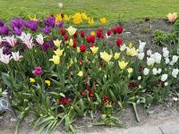 Tulpenblüte auf den Wiesen auf dem Wawel
