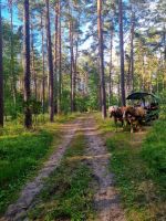 Planwagenfahrt zum Hof von Eulalia (6)