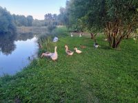 Bauernhochzeit bei Eulalia  (4)