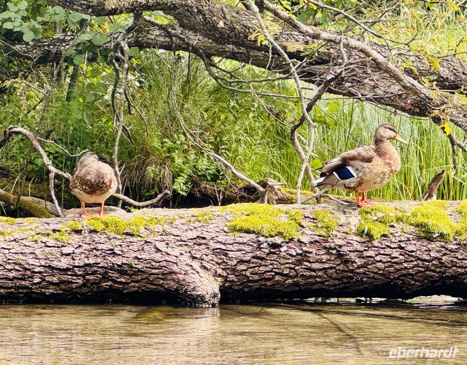 Tag 7 - Staakenbootsfahrt auf der Krutynia, Krutyn  &ndash; &copy;  (Eberhardt TRAVEL)