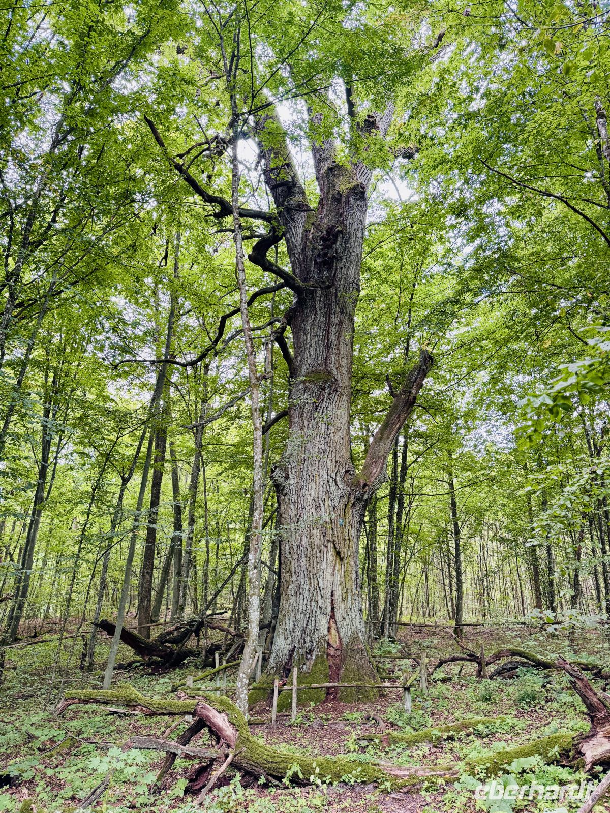 Tag 7 - Krutyn-Eiche, Krutyn  &ndash; &copy;  (Eberhardt TRAVEL)