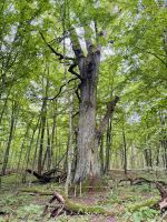 Tag 7 - Krutyn-Eiche, Krutyn  &ndash; &copy; Christin Kuschka (Eberhardt TRAVEL)