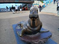 Das Walross von Mielno