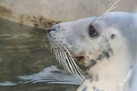 Besuch der Robbenstation
