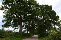 062 Alte Eichenallee nach Steinort (Sztynort)