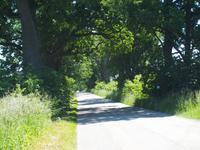 älteste Eichenallee der Masuren