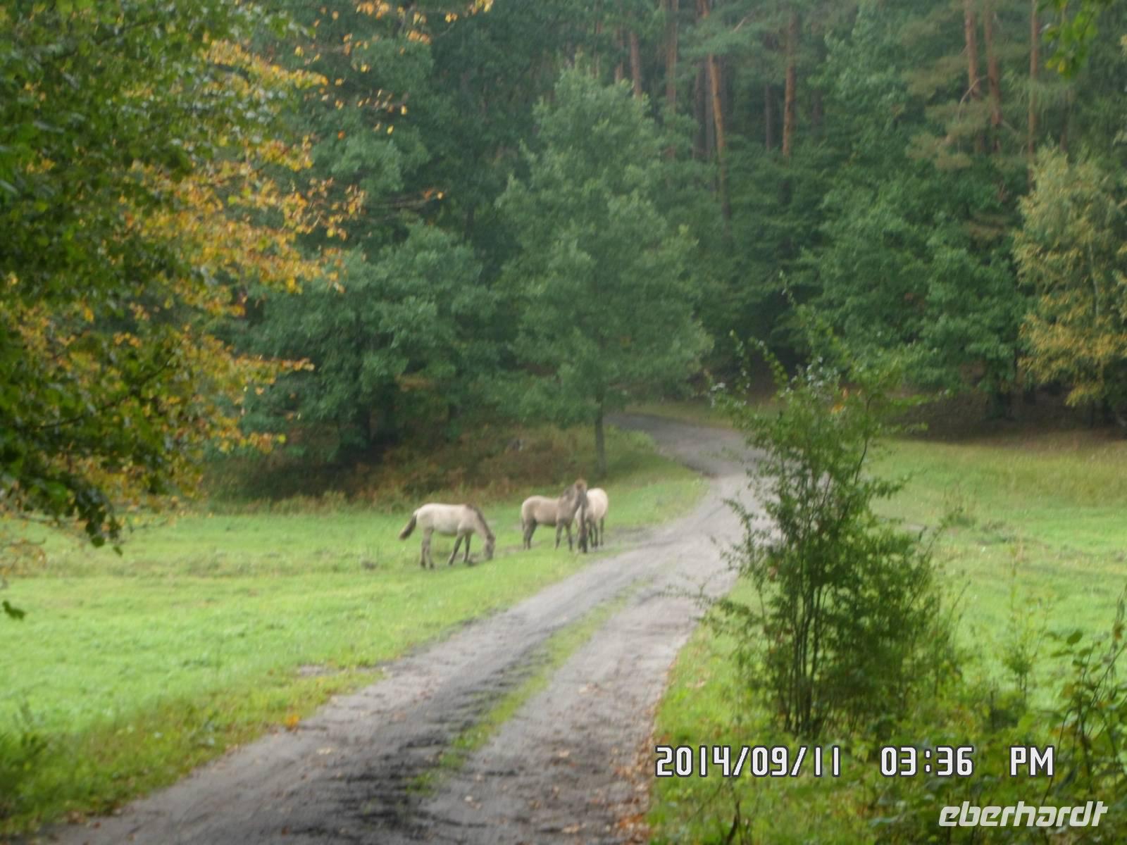 Radreise Masuren Sept. 2014 191/wide Pferde