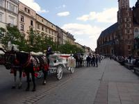 gut genährt und schön geschmückt sind die Pferde